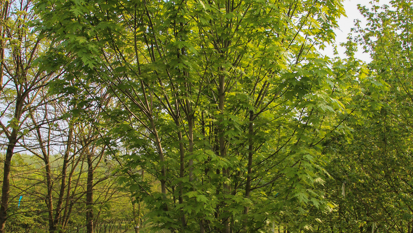 Acer x freemanii 'Celzam' meerstammig