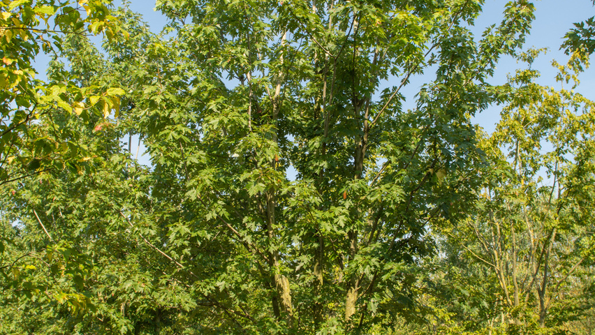 Acer x freemanii 'Celzam' meerstammig