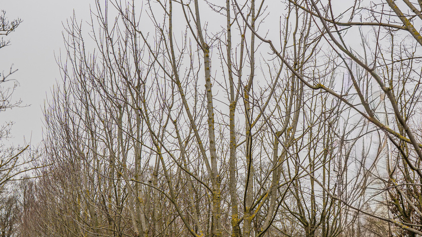 Acer x freemanii 'Celzam' meerstammig