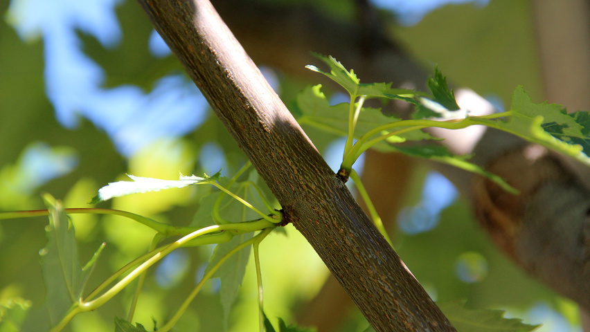 Acer x freemanii 'Celzam' pędy