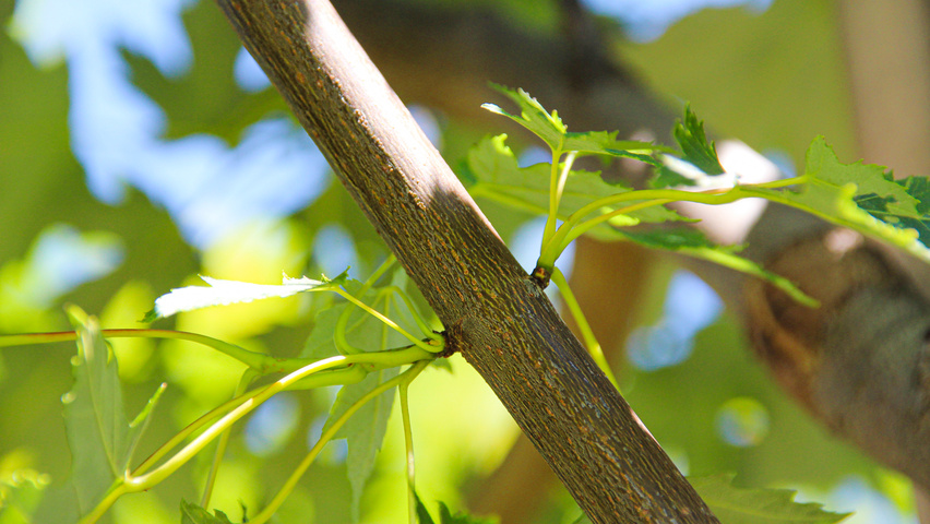Acer x freemanii 'Celzam' twijgen