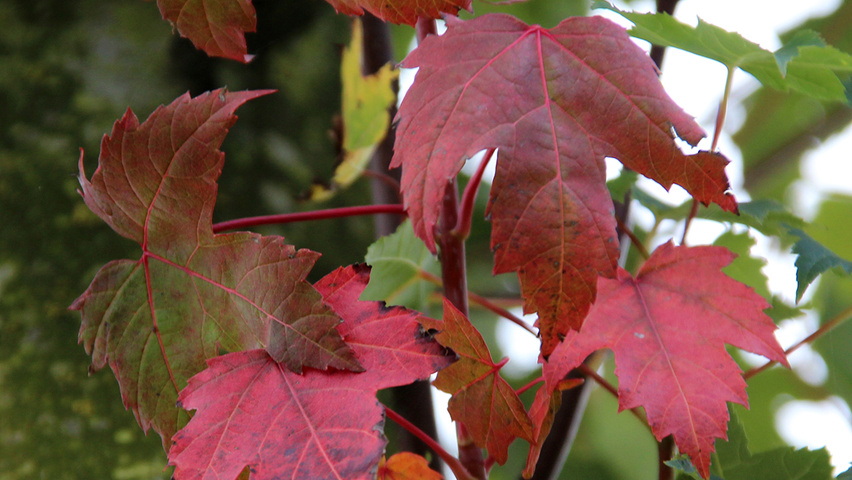 Acer x freemanii 'Elegant' Herbstblatt