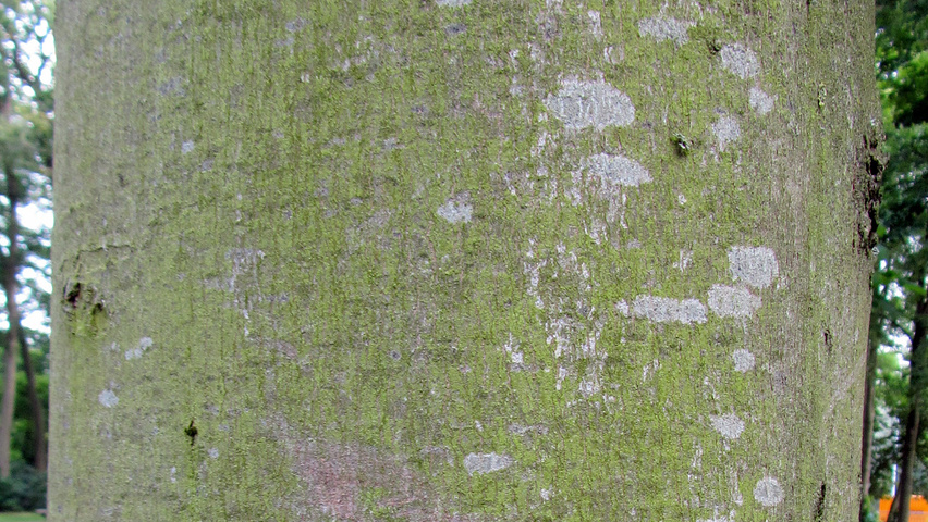 Acer x freemanii 'Elegant' Rinden