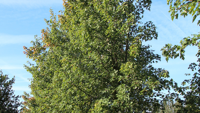 Acer x freemanii 'Elegant' hochstämmig