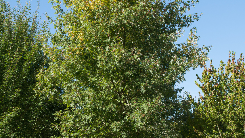 Acer x freemanii 'Elegant' hochstämmig