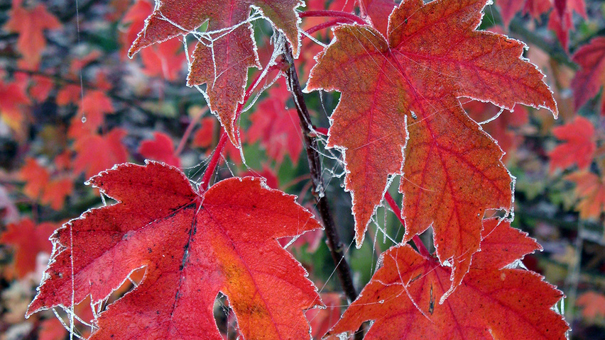 Acer x freemanii 'Jeffersred' herfstblad