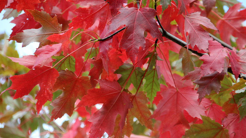 Acer x freemanii 'Jeffersred' herfstblad