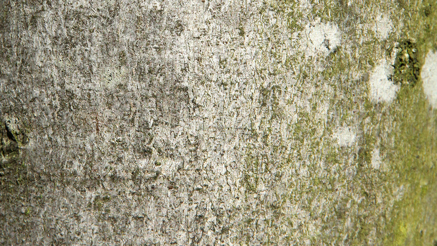 Acer x freemanii 'Jeffersred' bast