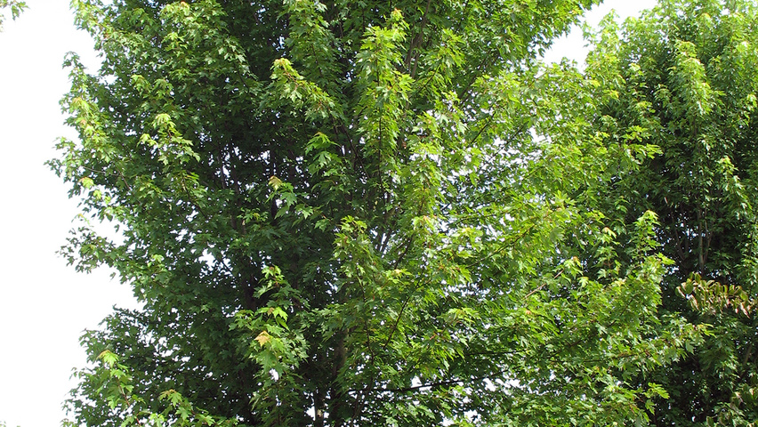 Acer x freemanii 'Jeffersred' beveerd