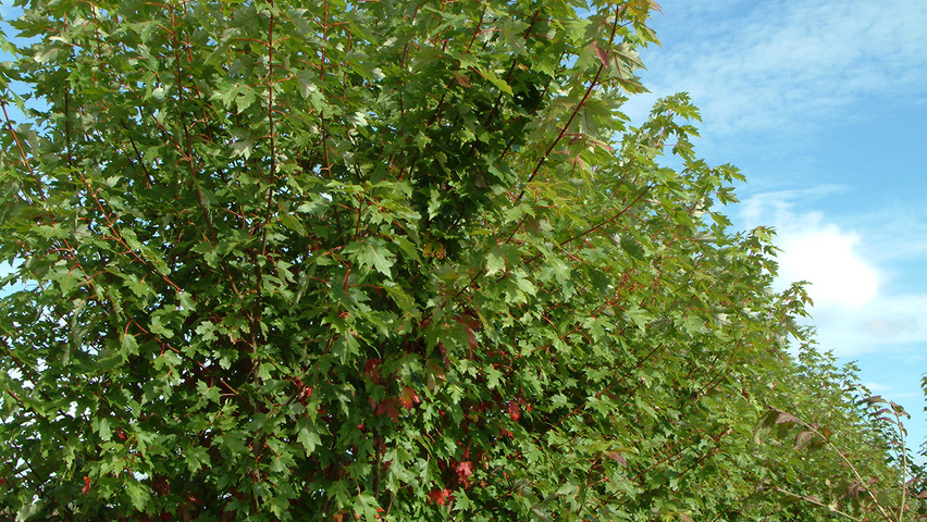 Acer x freemanii 'Jeffersred' beveerd