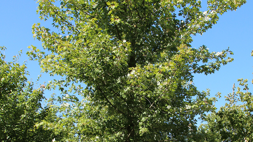 Acer x freemanii 'Jeffersred' hoogstam
