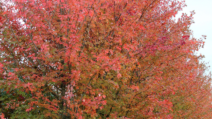 Acer x freemanii 'Jeffersred' hoogstam