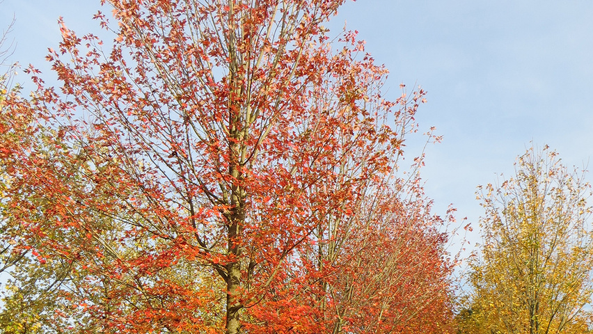 Acer x freemanii 'Jeffersred' hoogstam