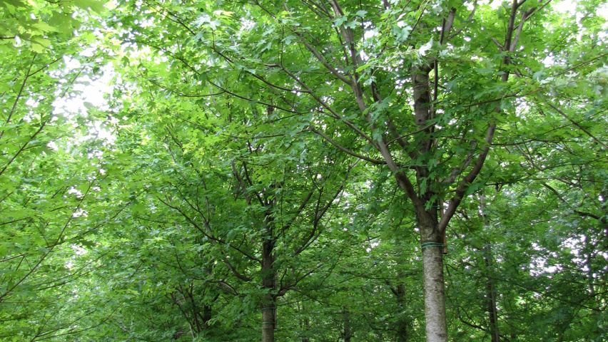 Acer x freemanii 'Jeffersred' hoogstam