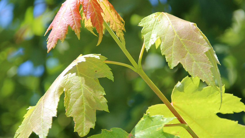 Acer x freemanii 'Jeffersred' blad