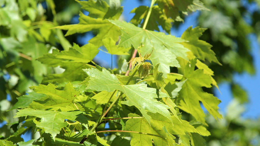 Acer x freemanii 'Jeffersred' blad