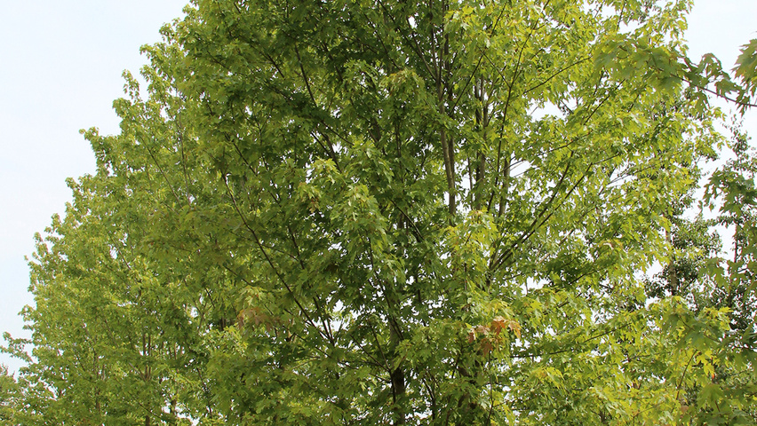 Acer x freemanii 'Jeffersred' meerstammig