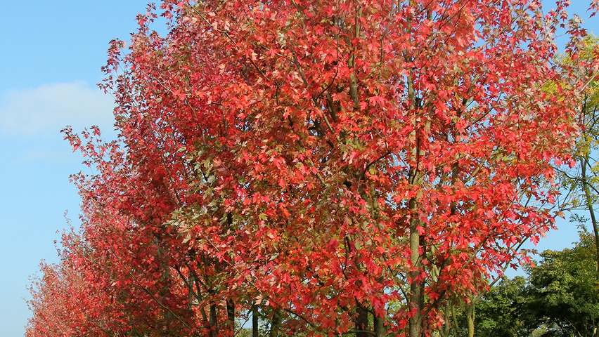 Acer x freemanii 'Jeffersred' meerstammig parasol