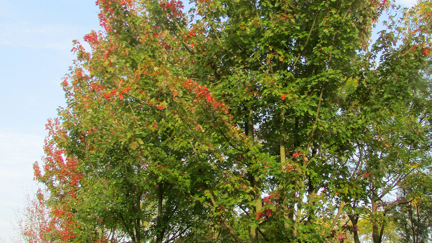 Acer x freemanii 'Jeffersred' meerstammig parasol