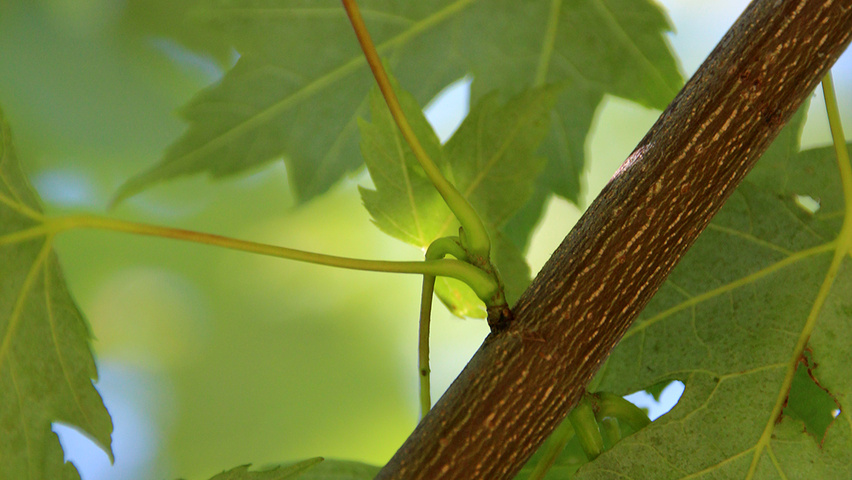 Acer x freemanii 'Jeffersred' twijgen