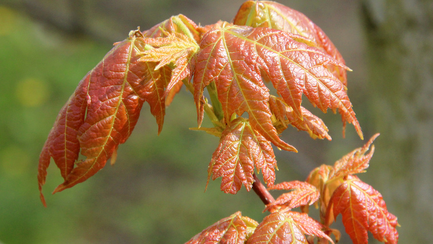 Acer x freemanii Feuilles