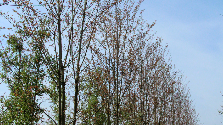 Acer x freemanii multi-troncs