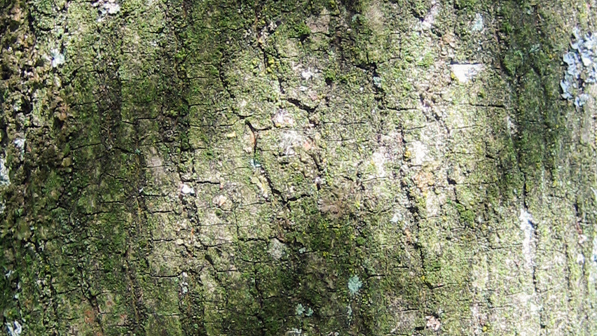 Acer x zoeschense 'Annae' bark