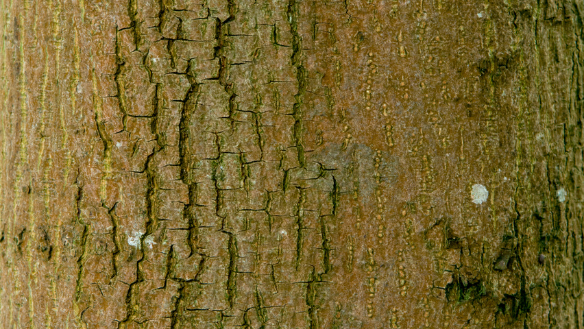 Acer x zoeschense 'Annae' bark