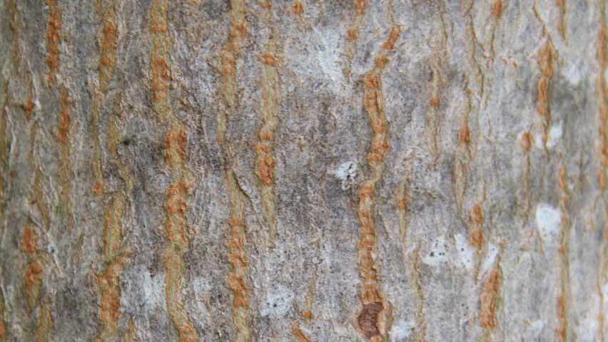 Acer x zoeschense 'Annae' bark