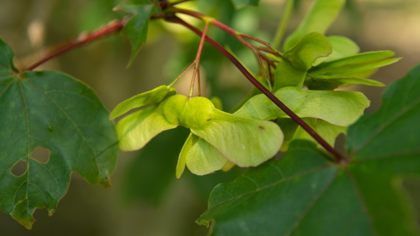 Acer x zoeschense 'Annae' fruits