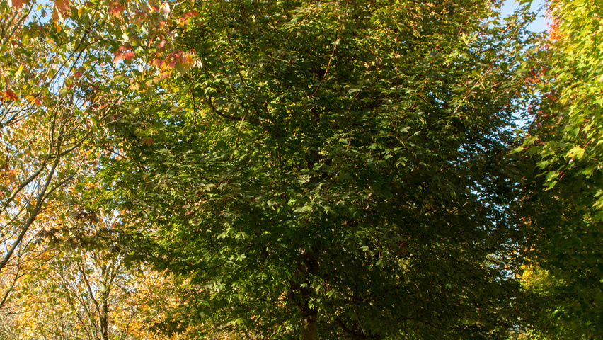 Acer x zoeschense 'Annae' standard tree
