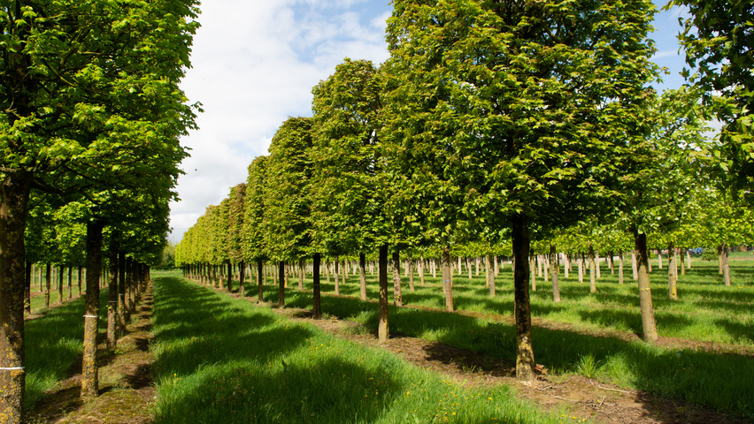 Acer x zoeschense 'Annae' block