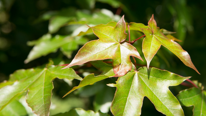 Acer x zoeschense 'Annae' leaves