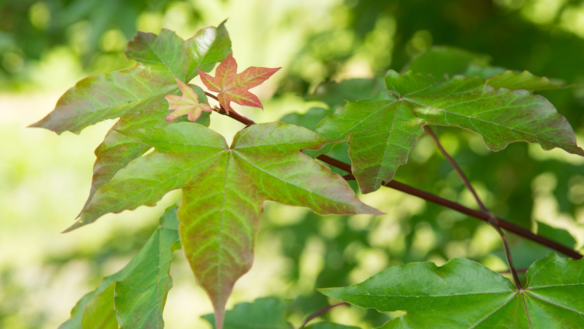 Acer x zoeschense 'Annae' leaves