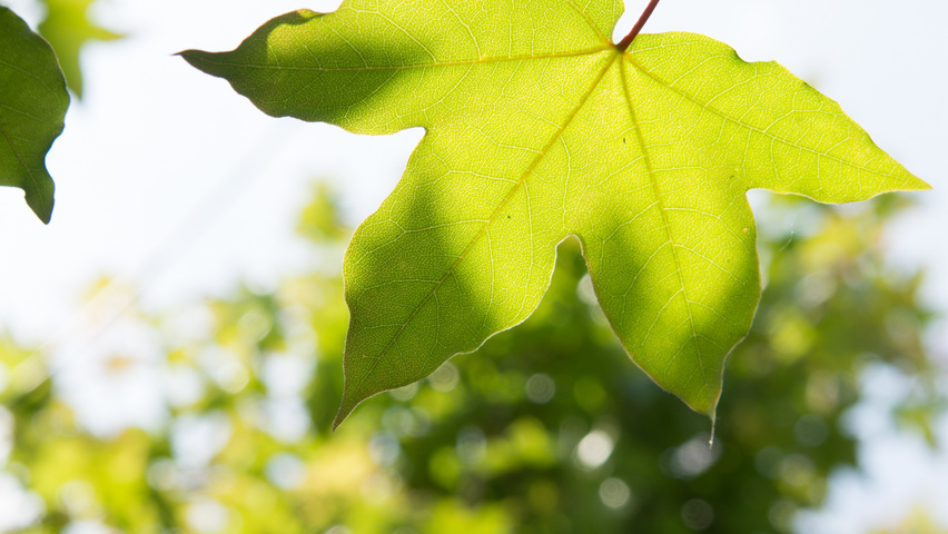 Acer x zoeschense 'Annae' leaves