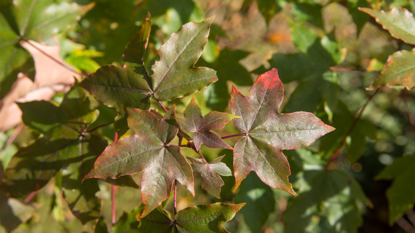 Acer x zoeschense 'Annae' leaves