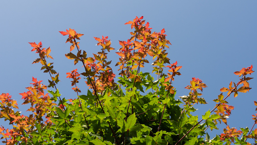 Acer x zoeschense 'Annae' leaves