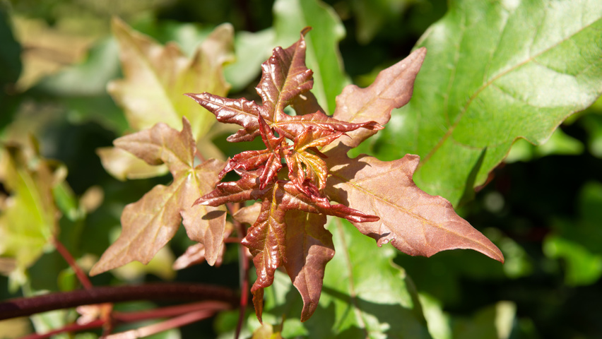 Acer x zoeschense 'Annae' leaves