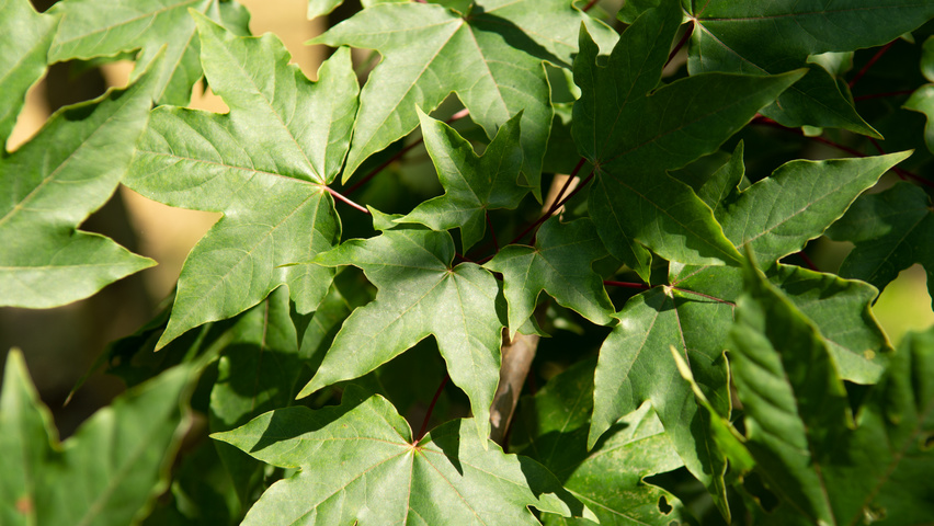 Acer x zoeschense 'Annae' leaves