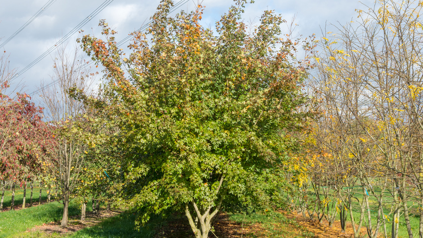 Acer x zoeschense 'Annae' multi-stem
