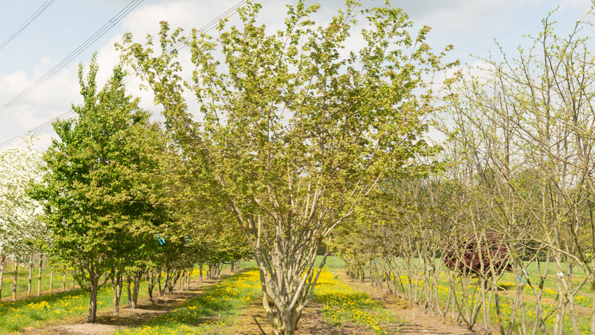 Acer x zoeschense 'Annae' multi-stem