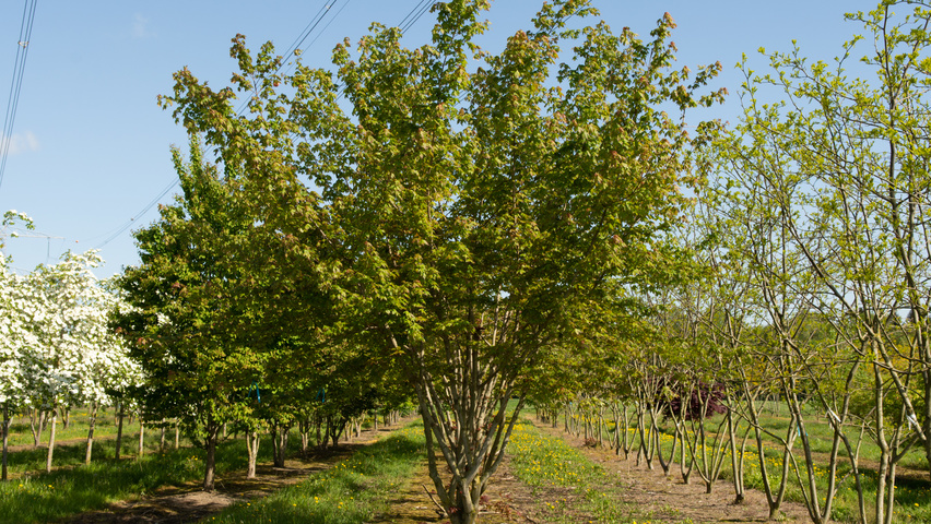 Acer x zoeschense 'Annae' multi-stem