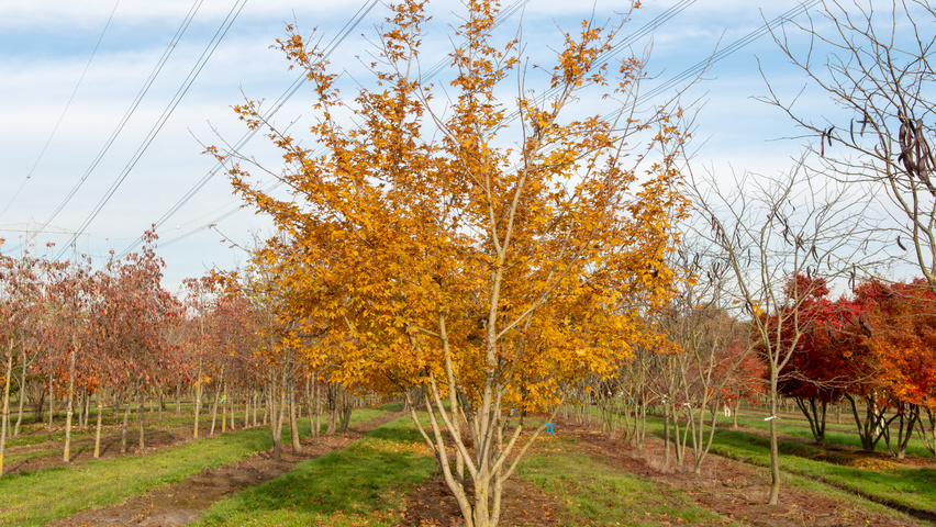 Acer x zoeschense 'Annae' multi-stem