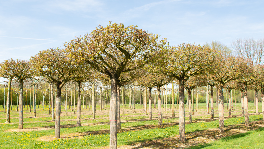 Acer x zoeschense 'Annae' roof-trained