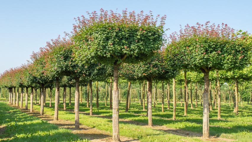 Acer x zoeschense 'Annae' roof-trained