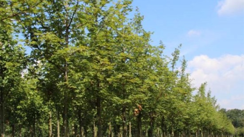 Acer x zoeschense 'Annae' standard tree