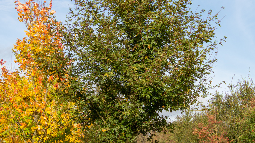 Acer x zoeschense 'Annae' standard tree