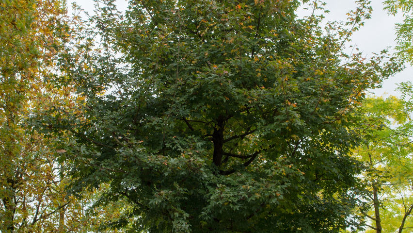 Acer x zoeschense 'Annae' standard tree