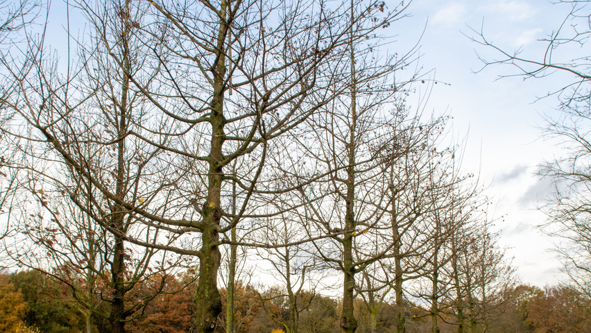 Acer x zoeschense 'Annae' standard tree