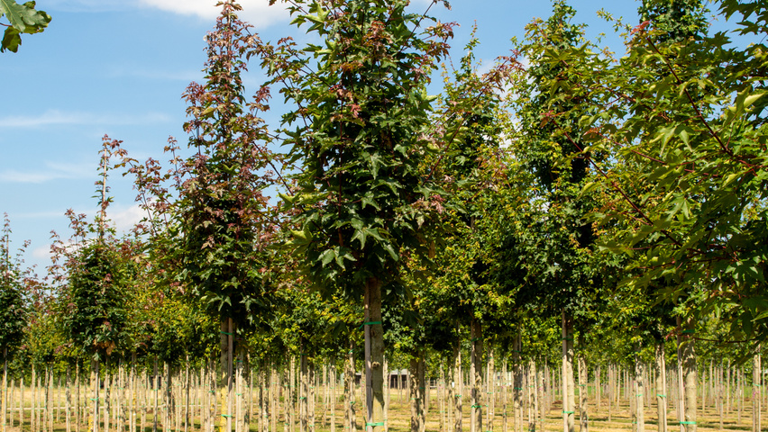 Acer x zoeschense 'Annae' standard tree